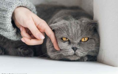 Forstå kattens adfærd gennem deres kropsprog